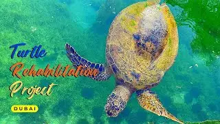 Turtle Rehabilitation Project | Unique places to visit in Dubai | Places to visit in Dubai