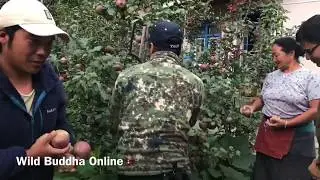 Apple farming in Nepal || Danakyu Village, Manang