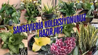Yeni Sansevieria Koleksiyonunuz Hazır mı?