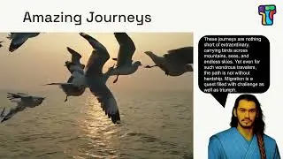 Bird Migration  An Amazing Journey!