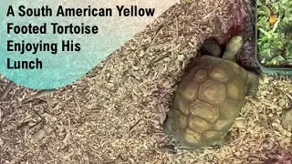 A South American Yellow Footed Tortoise Enjoying His Lunch @papaatthezoo