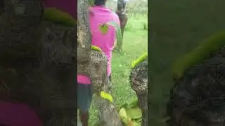 The Tasar silkworms  rearing  at farmer's level