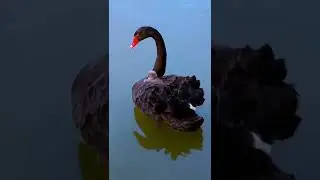 #birds #nature #admiration