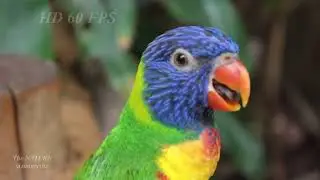 Video about domestic and wild animals and birds #animals #wildanimals #animalsforkids #kids #lion