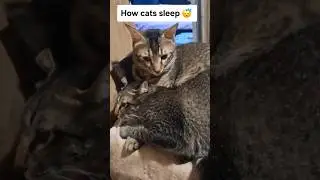 How Cats Sleep: Somnus Tutor #catsleep #sleepingcat #catbehavior #catshorts #petvideos