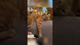Interesting moments of cats and parrots🤣🤣