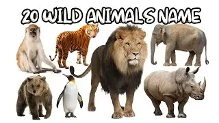 Learn 20 Wild Animal Names for Kids | Lion, Tiger, Bear, Fox, Owl & more | Toddlers  Learning Video