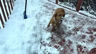 Ava loves the snow! #puppy #labrador #doglife #foxredlabs #dog 