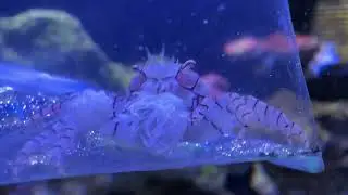 Pom Pom crab