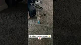My Cat Makes me So Happy ❤️🥺 #cat #sad #happy #joy