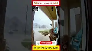 The wind&rsquo;s so strong it&rsquo;s making the monkey fly!
