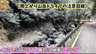 【絶景ドライブ】高野山からやどり温泉へ！山岳道路の注意点と野生動物に出会う旅　ジジのドライブ快走録