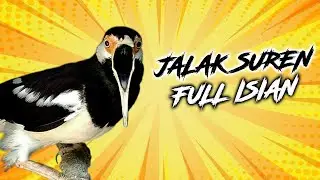 Masteran Burung Jalak Suren Gacor Full Isian Jernih Tembakan Kasar & Tajam Durasi Panjang 1 Jam