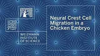 Neural Crest Cell Migration in a Chicken Embryo