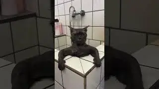 Hilarious Animal Video Compilation #cute #laughoutloudanimals #funnyanimals