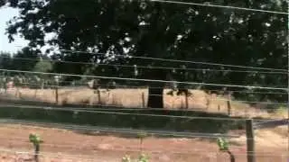 Deer Damage