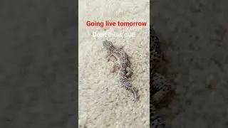 first live stream!