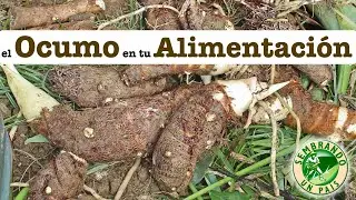 💫🍴El Ocumo o Malanga en tu Alimentaci&oacute;n🍴💫