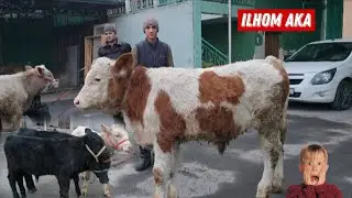 Ilhom AKA Angus Simental Buzoqlar Sotiladi 