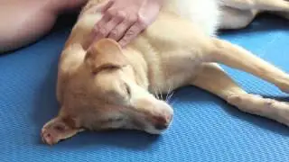 WauTV - Therapeutische Massage beim Hund