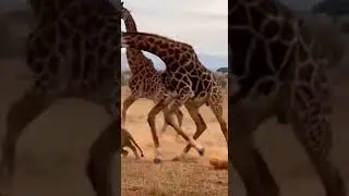 Giraffe Defends Buddy from Lion Attack! #WildlifeDrama #GiraffePower #LionEncounter