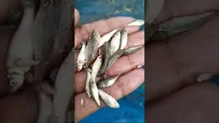 Rohu Seed | fish farming | Machli Palan