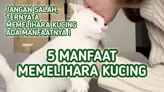 5 Manfaat Memelihara Kucing di Rumah