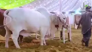 Jamal Cattle Farm Grand Opening on 2nd of August 2018