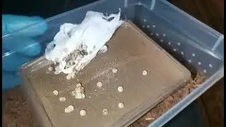 Odbieranie kokonu wtórnego. Chromatopelma cyaneopubenscens🤔i co nowego na hodowli.