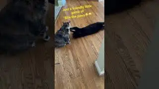My cats&rsquo; Just a friendly little game of &ldquo;bite the paws&rdquo; this is the only time she tolerates him lol