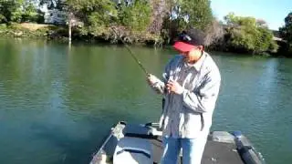 california delta striper fishing...biggest striper on a spinnerbait