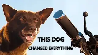 The True Story Behind Red Dog｜More Than a Movie, A Legend