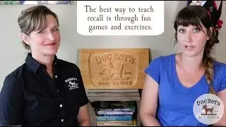 How To Improve Your Dog's Recall: Training for reliable recalls | Dog Training | DogBoy's DogVlog
