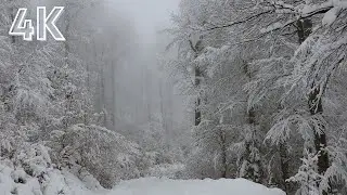 Relax within 10 minutes : 4K | loud snowstorm sounds with howling wind in snow covered forest!
