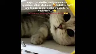 Beautiful 💐#shortvideo #funny #viral #relatable #cat #trending #memes #pretty #relatablethings786