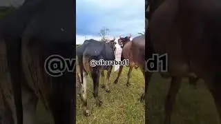 82975 89252