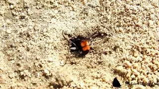 Anoplius viaticus closing nest