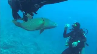 Pesce Napoleone - Ras Mohammed - Sharm el Sheik 2014
