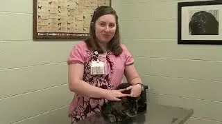 Kimberly A. Reviews Angel Animal Hospital