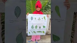 Herbs Plants leaves Name ✅ Shrubs plants leave Name ✅#herbs #plants #science #viralshort #shrubs