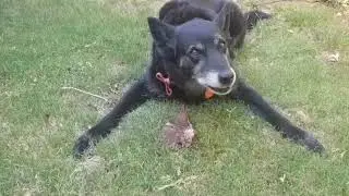 Why do dogs like burying bones?