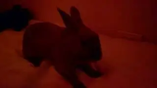 Bunny rabbit roars at night