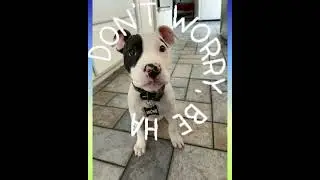 Singing dog- Don&rsquo;t Worry Be Happy