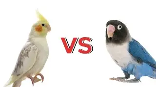 Cockatiel VS lovebird which one is better for you?