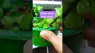 Kuber plant / jade plant #plants #succulents #gardening #carresulaovataplant #garden #kuberplant