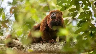 Brown Howler Monkey&mdash;Their Calls Can Be Heard for Miles