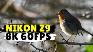 Beautiful Birds & Nature in 8K 60fps | Nikon Z9