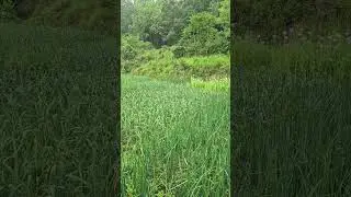 Nature&rsquo;s Symphony: Flowers, Greenery & Calm Sounds #Nature #NatureLovers #NatureSounds #Greenery