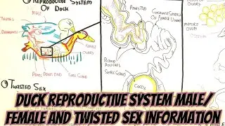 Duck Reproductive System(Male/Female)Twisted Sex @umerfarooqbiology7083