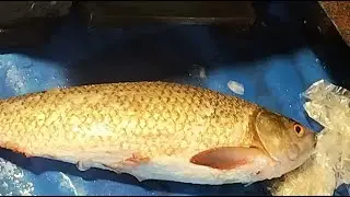 🔴 LIVE Fish Cutting ASMR | Fresh Seafood Processing from Market | For USA & Europe Viewers